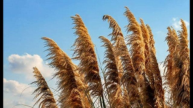 Wind In The Long Grass & Ветер в высокой траве - спонтанное пение - spontaneous singing смотреть онлайн