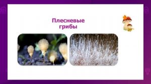 Биология. 8 класс. Царство грибы. Плесневые грибы. Одноклеточные грибы-дрожжи /25.09.2020/