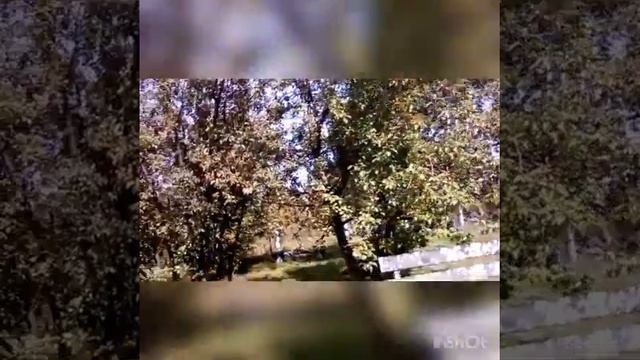 дичка! смотреть онлайн