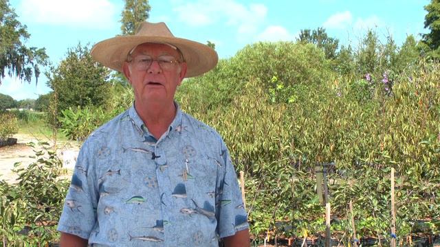 How to Grow Lemon Trees смотреть онлайн