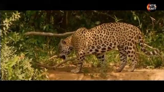 Jaguar Vs Cougar || Puma Vs Jaguar. смотреть онлайн