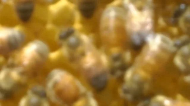 Кордован на Бакфаста