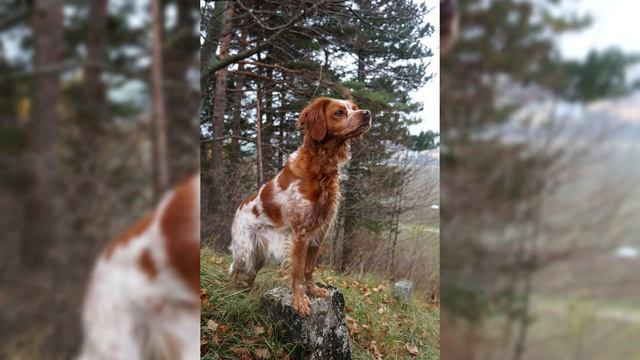 Бретонский Эпаньоль. Плюсы и минусы, Цена, Как выбрать, Факты, Уход, История смотреть онлайн