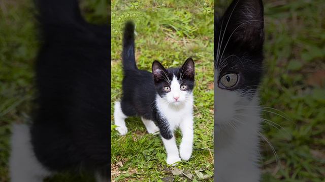 чёрно белый котик смотреть онлайн
