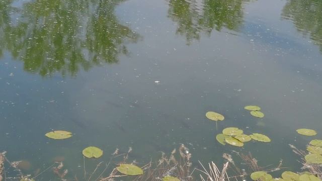 Озеро Глухое Новосибирск 01.06.23 второй порционный нерест карася смотреть онлайн