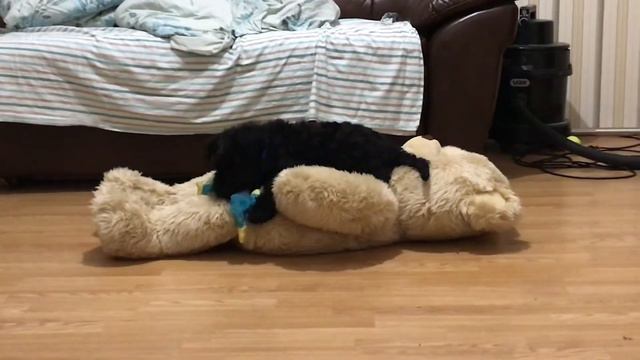 Керри Блю Терьер 3 месяца смотреть онлайн