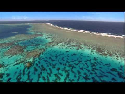 BBC Nature [HD] The Ocean