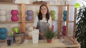 Как правильно пересадить джункус. Как ухаживать за джункусом. Советы цветоводам