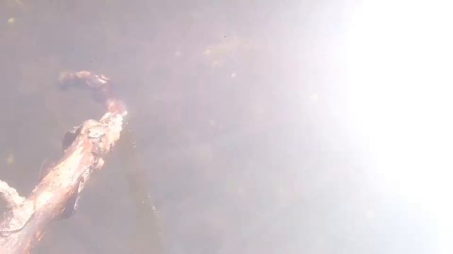 Живой рак смотреть онлайн