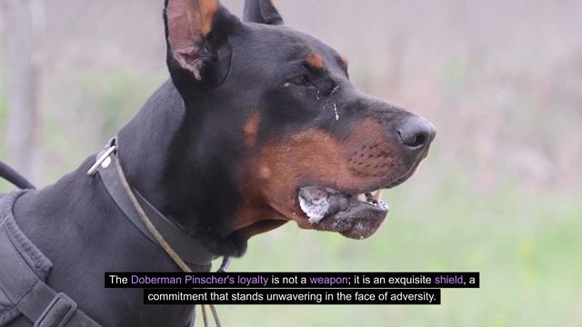 Bull Mastiff vs Doberman Pinscher : Debunking the Myth of Canine Combat смотреть онлайн