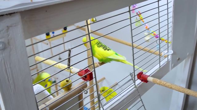 Awesome Bird Care Tips You should know - Compilation смотреть онлайн