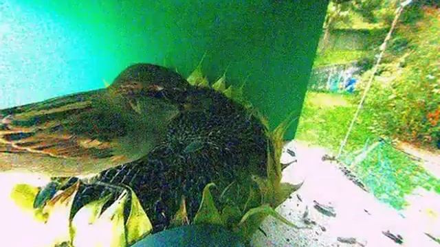2012-10-4, Webcam Birdcam смотреть онлайн