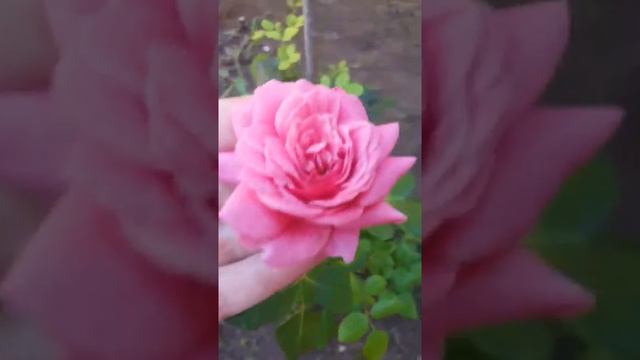 роза Кристофер Марлоу смотреть онлайн