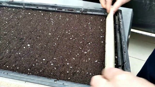 КАК ПОСЕЯТЬ ТУЮ? Собираем семена ПРАВИЛЬНО! смотреть онлайн