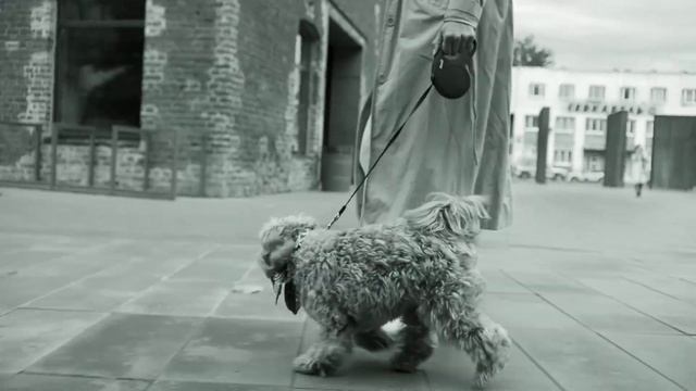 Стих берет за душу "Собачья верность"Михаил Сухорученко.Читает Андрей Лукашенко смотреть онлайн