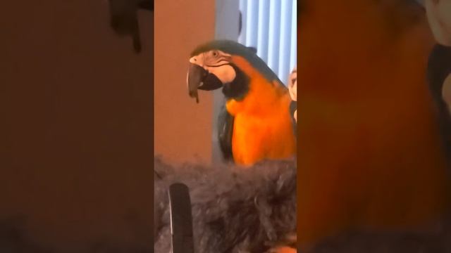 Driving #Zeke the #singing #macaw #nuts on a Cold, December Morning смотреть онлайн
