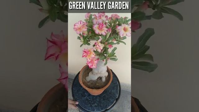 Adenium Obesum During Lockdown | Obesum Adenium | Green Valley Garden | Lockdown India смотреть онлайн