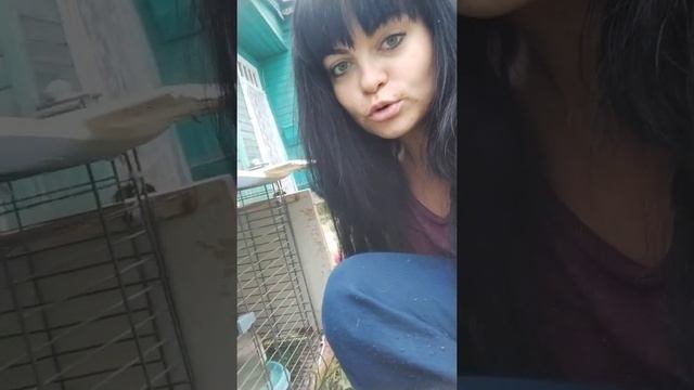 Перепела селадон ( целадон). Содержание, яйценоскость. смотреть онлайн