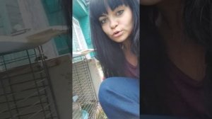 Перепела селадон ( целадон). Содержание, яйценоскость.