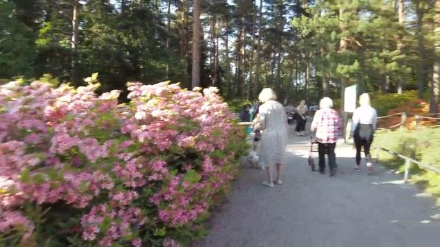 Haaga Alppiruusupuisto Walk: Rhododendron Park In Bloom (June 2023) смотреть онлайн