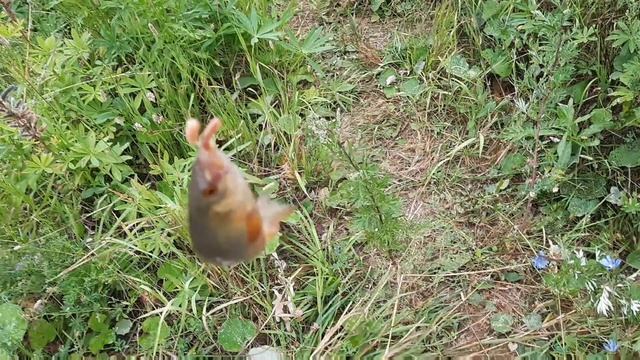 Нашли лесной пруд | Рабалка на лесном пруду | Поймали Карпа и Карасей!