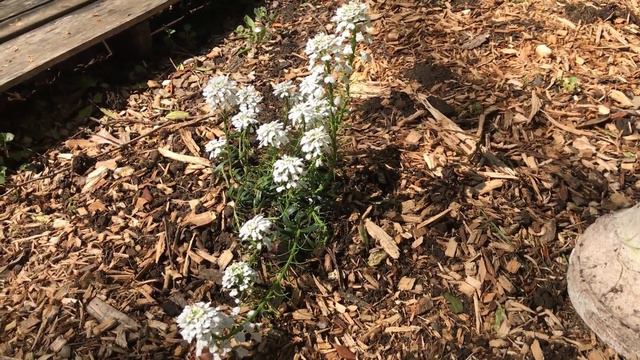 What's blooming this week in our zone 6 cottage garden? ~May 2023 Garden Update~ смотреть онлайн