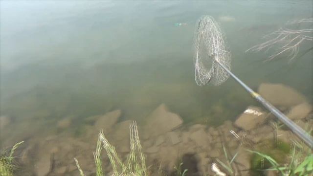 РЫБАЛКА 2020|САЗАН НА ПОПЛАВОК|САЗАН КЛЮЁТ КАК ИЗ ПУЛЕМЁТА|РОЗЫГРЫШ УДОЧКИ|Часть 1. смотреть онлайн