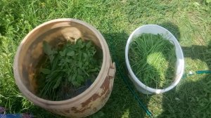 Как сделать УДОБРЕНИЕ ИЗ ТРАВЫ за 5 минут. Зеленое удобрение