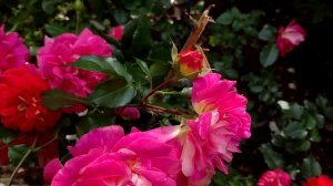 Роза Братья Гримм ,цветение !