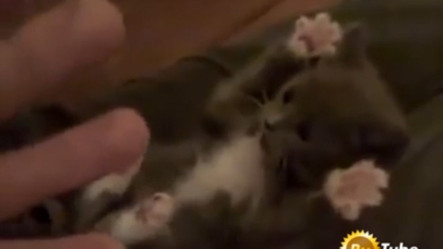 Удивленный котенок смотреть онлайн
