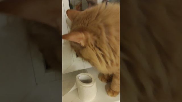 суп с котом #cat смотреть онлайн