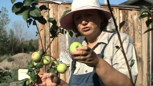 яблоня Чудное