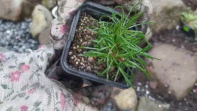 Рокарий в ландшафте сада. Новые идеи. смотреть онлайн