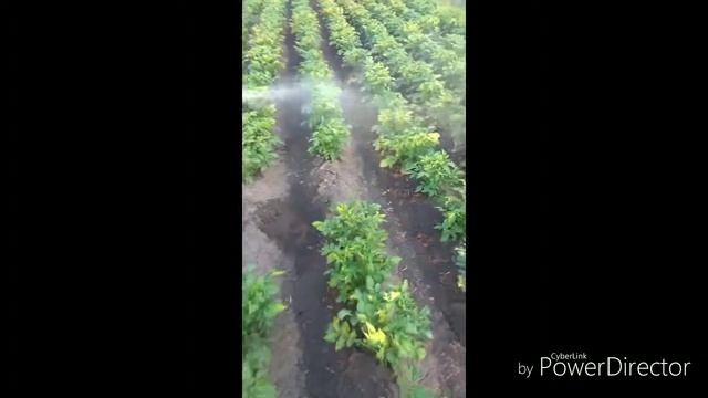 "Оброблення картоплі від жука" смотреть онлайн