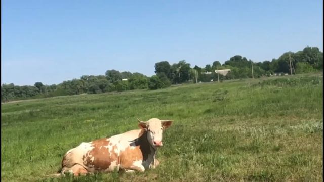 Подруга Зорька и Цапль смотреть онлайн