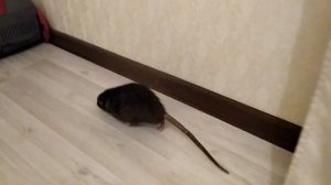 КАК ЗЛИТСЯ КРЫСА