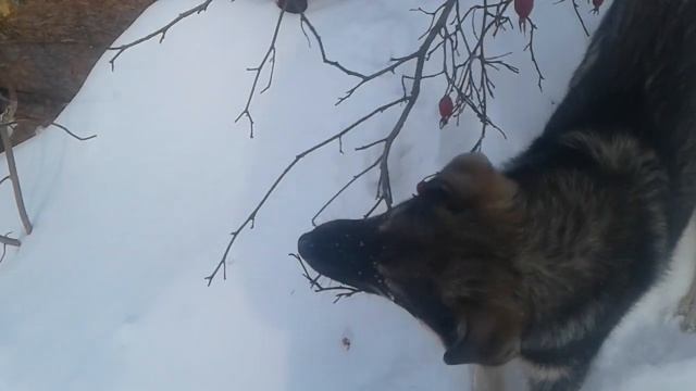Алтайский край.Жизнь на даче. смотреть онлайн