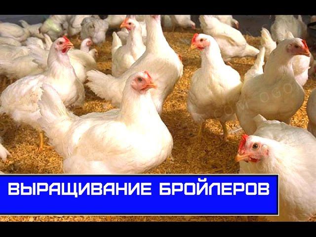 Выращивание бройлеров 2016, заключительная часть - контрольное взвешивание