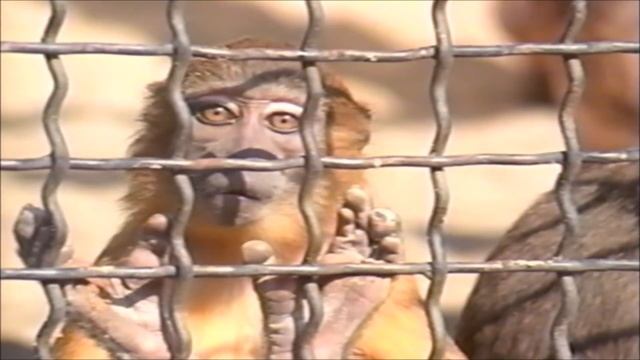 Really Wild Animals: Swinging Safari (Fair Use)