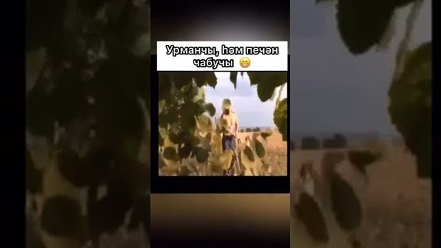 Урманчы хэм Печэн Чабучы | Видео на Татарском смотреть онлайн
