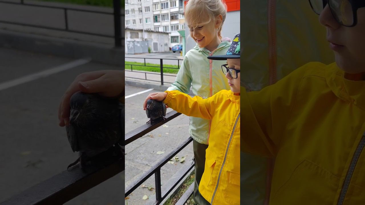 Ручной голубь смотреть онлайн