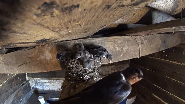 Ласточки сделали в курятнике гнездо и там вывели птенцов 3 июля 2016 смотреть онлайн