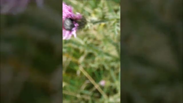 Mediterranean Spotted Chafer / Бронзовка вонючая #Shorts смотреть онлайн