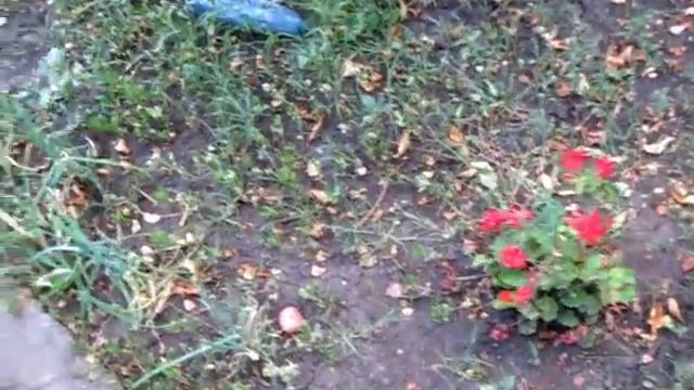 Каккие ЦВЕТЫ цветут В АВГУСТЕ Цветы ВКОНЦЕ ЛЕТА смотреть онлайн