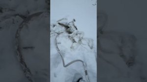 Дренажный насос ДН-350 как он работает