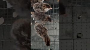 Инкубация бройлерной цесарки. Вывод. Часть 1.