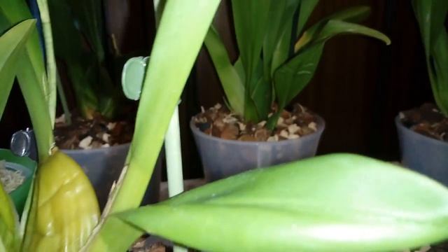 Онцидиумные и Камбрии | ОБЗОР орхидей смотреть онлайн