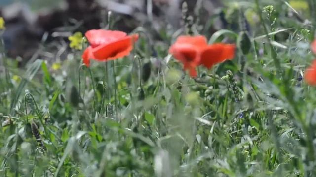 Красные цветы. смотреть онлайн