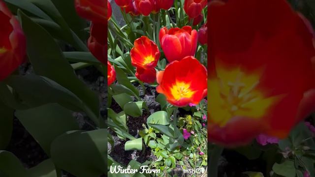 Beautiful Flowers @WinterFarm смотреть онлайн