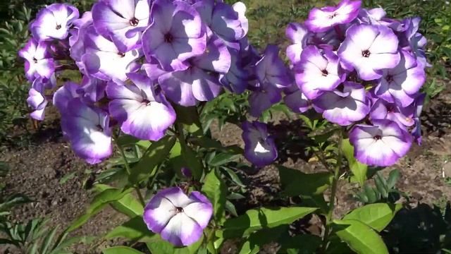 Флокс ДЫХАНИЕ АРКТИКИ - обзор, описание, цветение, отзыв. смотреть онлайн